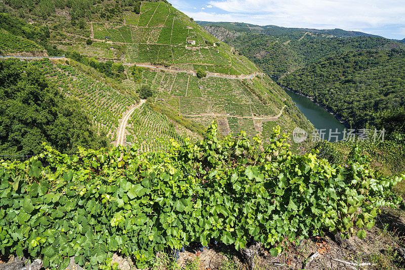 阳光明媚的日子里，萨克拉河畔的葡萄园。Ribeira Sacra是西班牙加利西亚的一个葡萄酒产区。